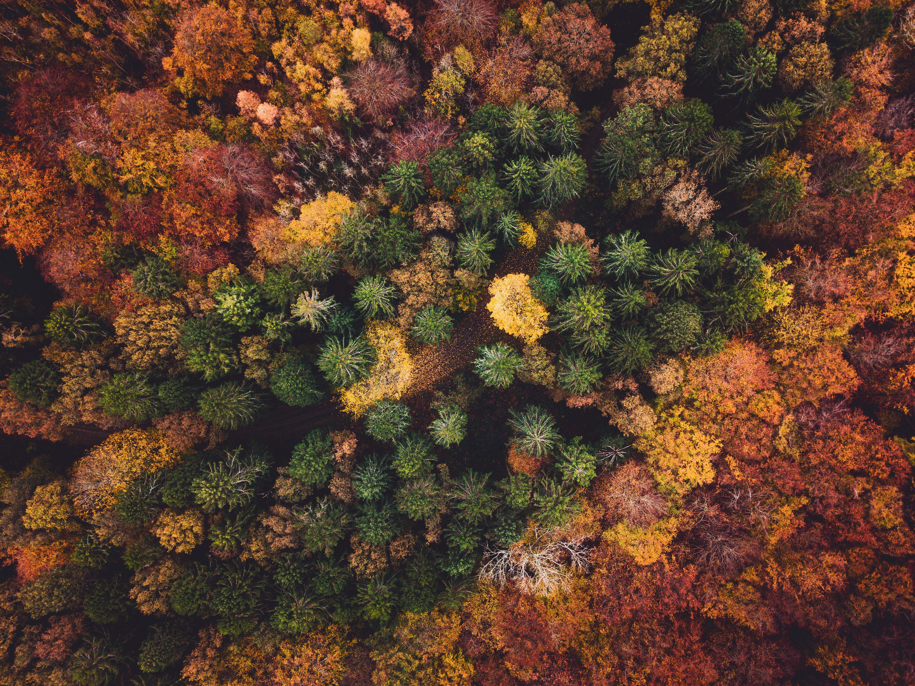 green and brown trees during daytime